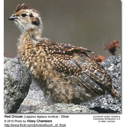 Red Grouse (Lagopus lagopus scotica) - Chick