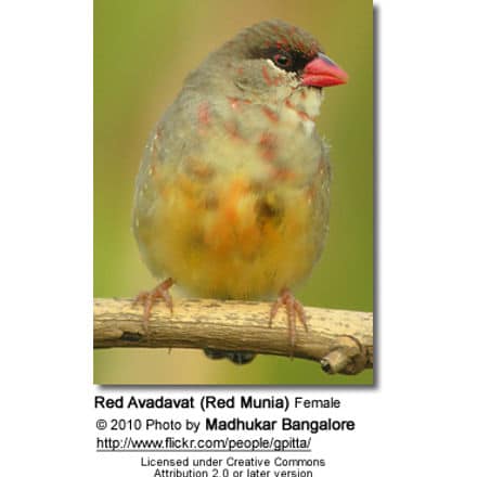 Red Avadavat (Red Munia) Female