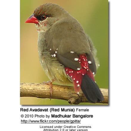 Red Munia or Strawberry Finch or Red Avadavat (Amandava amandava)