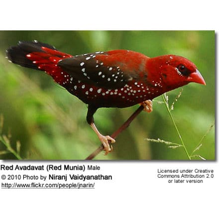Red Avadavat (Red Munia) Male