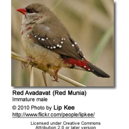 Red Avadavat (Red Munia) - Immature Male