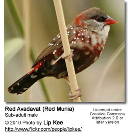 Red Avadavat (Red Munia) - Sub-adult male
