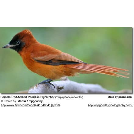 Red-bellied Paradise Flycatcher (Terpsiphone rufiventer)