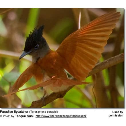 Red-bellied Paradise Flycatchers (Terpsiphone rufiventer) - Adult feeding hungry chick