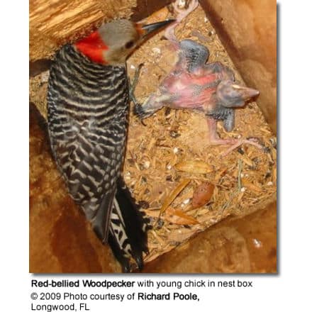 Red-bellied Woodpecker with young chick in nest box
