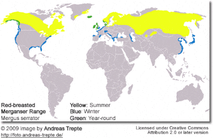 Red-breasted Merganser global distribution map