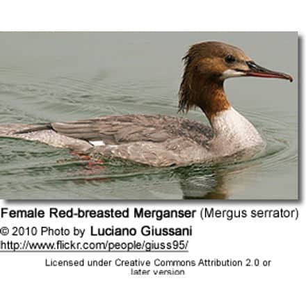 Female Red-breasted Merganser (Mergus serrator)