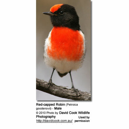 Red-capped Robin (Petroica goodenovii) - Male