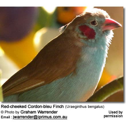 Red-cheek Cordon-bleu Finches (Uraeginthus bengalus)