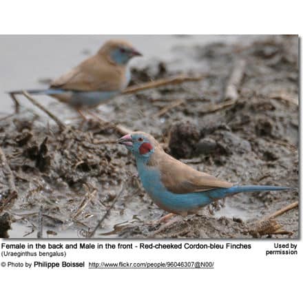 Female in the back and Male in the front - Red-cheeked Cordon-bleu Finches