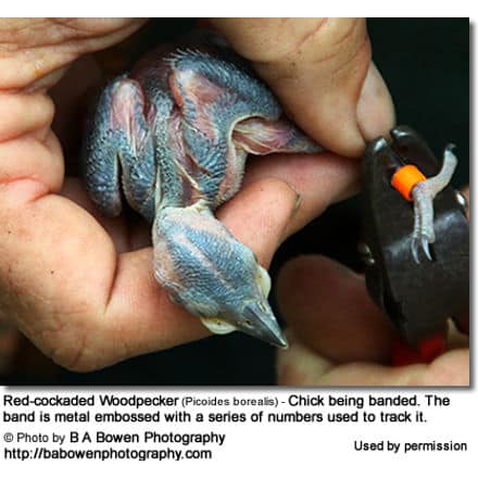 Red-cockaded Woodpecker (Picoides borealis) - Chick being banded. The band is metal embossed with a series of numbers used to track it.