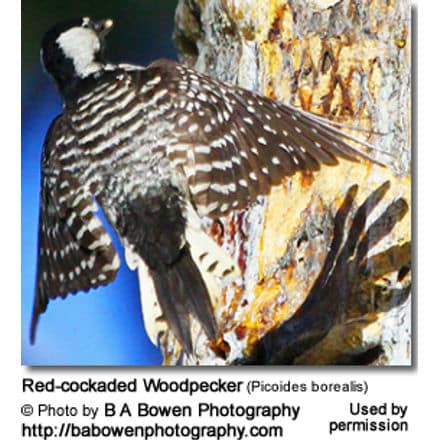 Red-cockaded Woodpecker (Picoides borealis)