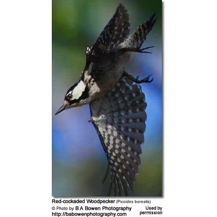 Red-cockaded Woodpecker (Picoides borealis) in flight