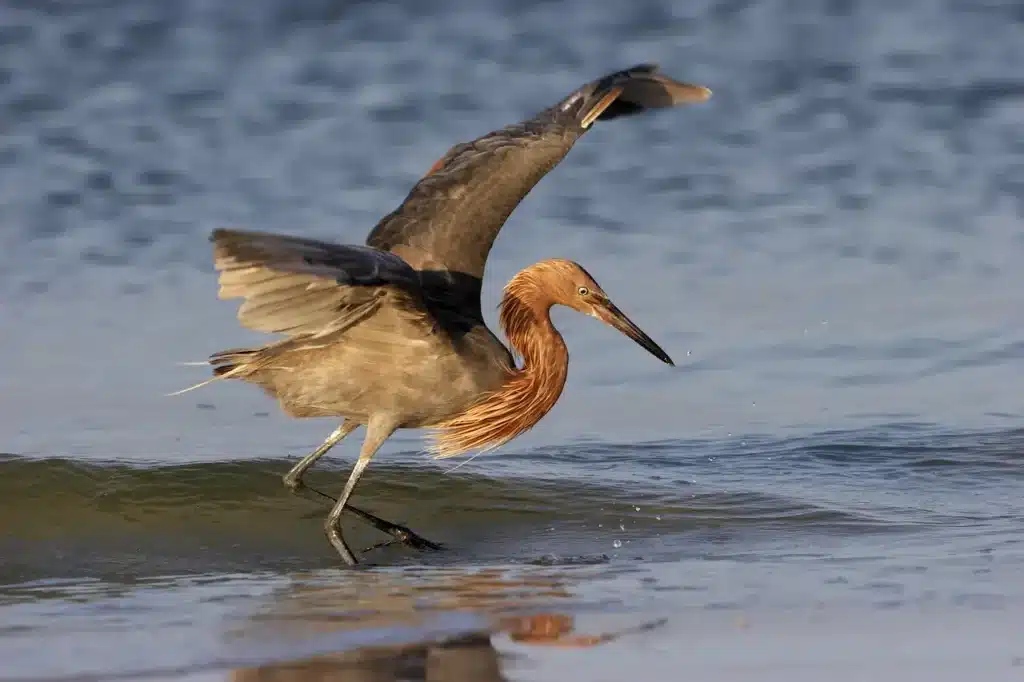Reddish Egrets in a Water 