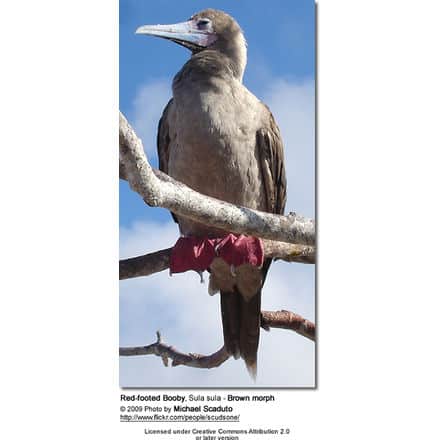 Red-footed Booby, Sula sula - Brown morph