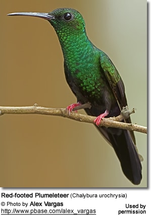 Red-footed Plumeleteer (Chalybura urochrysia)