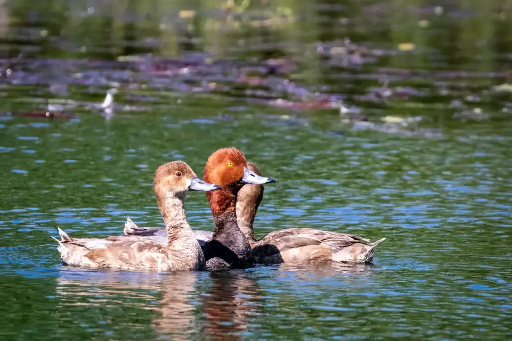 Redhead Ducks Swims on the Water