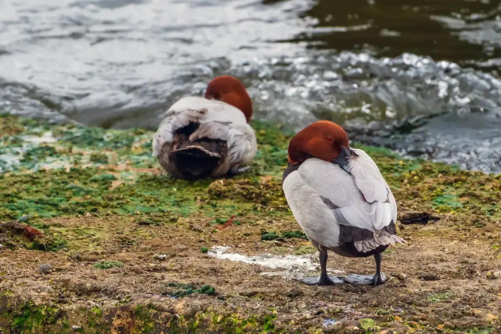 Two Redhead Ducks near the water Surface