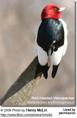 Red-headed Woodpecker (Melanerpes erythrocephalus)