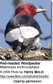 Red-headed Woodpecker (Melanerpes erythrocephalus)