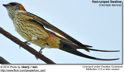 Red-rumped Swallow (Cecropis daurica)