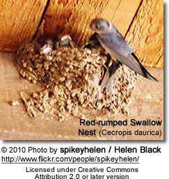 Red-rumped Swallow Nest (Cecropis daurica)