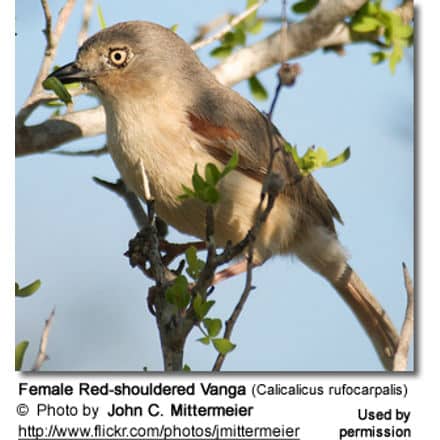 Female Red-shouldered Vanga (Calicalicus rufocarpalis)