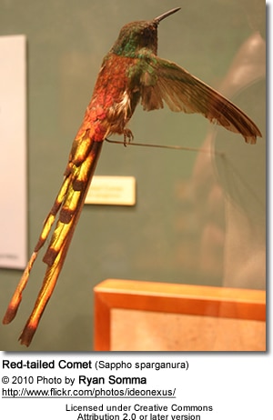 The Red-tailed Comet (Sappho sparganura) specimen, displayed in a museum setting, showcases vibrant green, red, and yellow plumage with long tail feathers. Perched on a thin branch, the image includes credits for the photographer and licensing information.