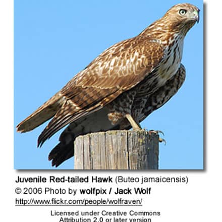 Juvenile Red-tailed Hawk (Buteo jamaicensis)