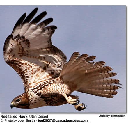 Red-tailed Hawk, Utah Desert