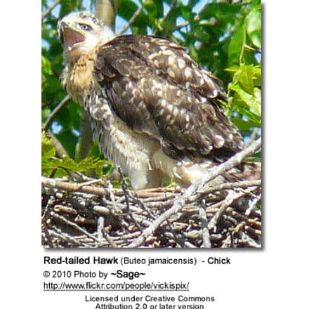 Red-tailed Hawk (Buteo jamaicensis) - Chick