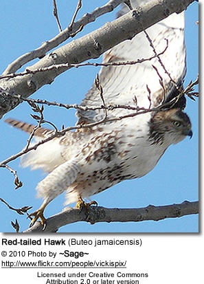 Red-tailed Hawk (Buteo jamaicensis
