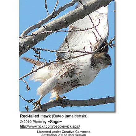 Red-tailed Hawk (Buteo jamaicensis