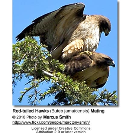 Red-tailed Hawks (Buteo jamaicensis) Mating