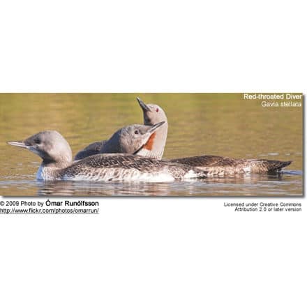 Red throated divers