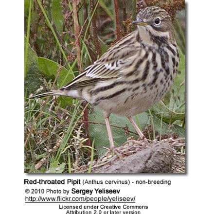 Red-throated Pipit (Anthus cervinus) - non-breeding