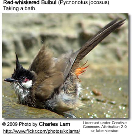 Red-whiskered Bulbul bathing