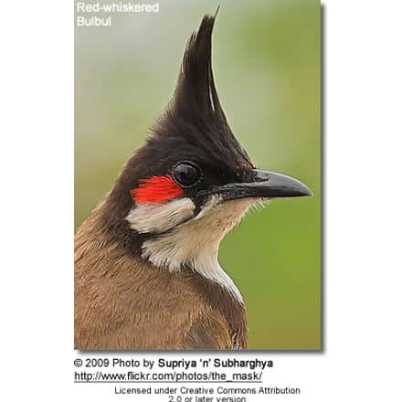 Red-whiskered Bulbul 