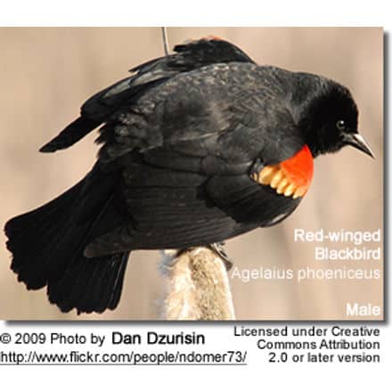 Red-wing Blackbird Male
