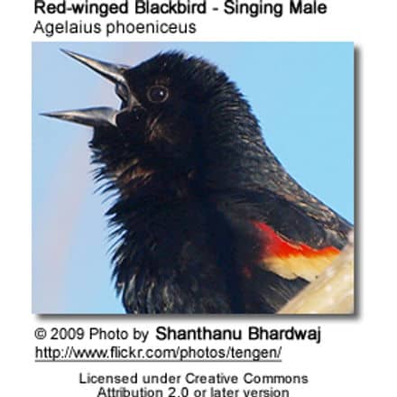 Red-winged Blackbird - Singing Male