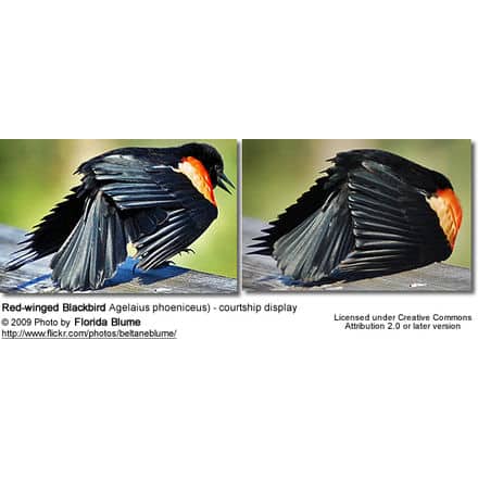 Red-winged Blackbird courtship display