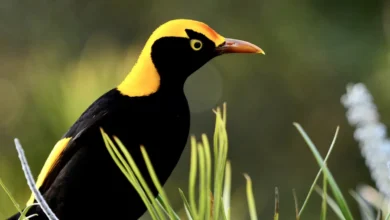 Regent Bowerbirds