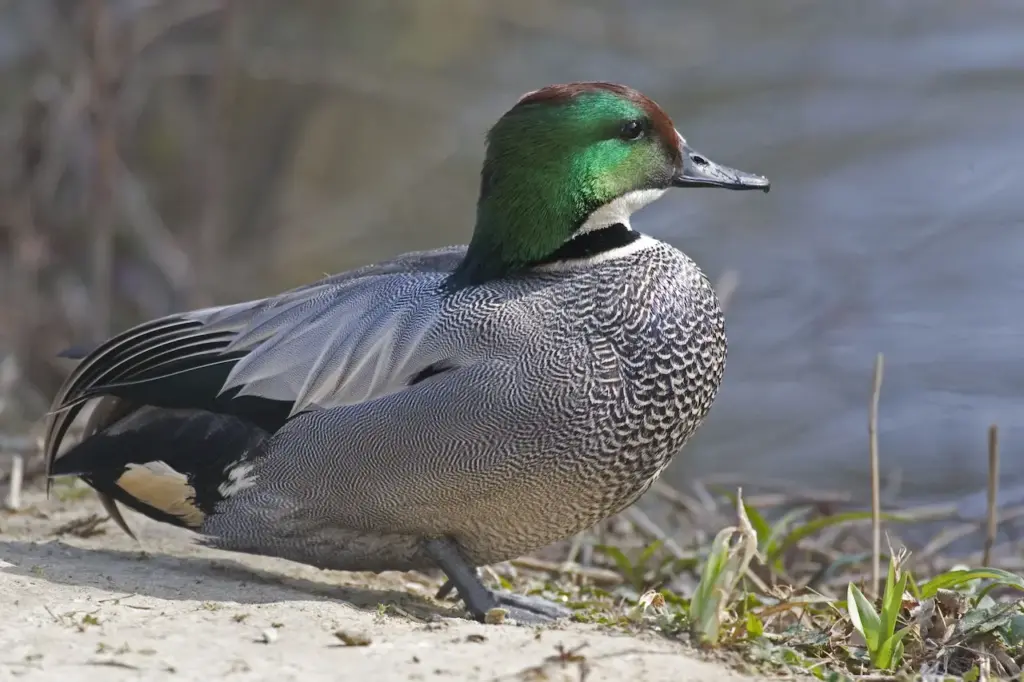 Relaxed Male Falcated Ducks 