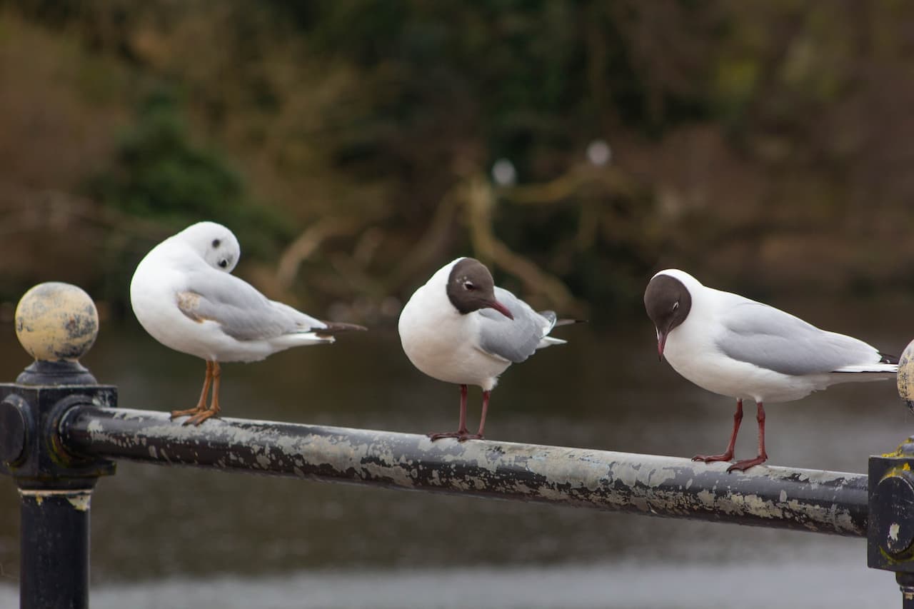 A Group Of Gulls Standing On The Wooden Fence