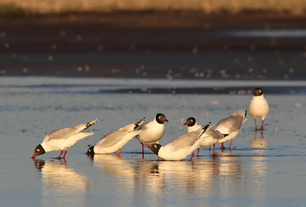 Group of Relict Gulls on the Water