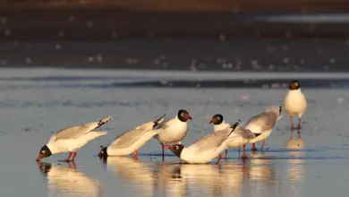 Group of Relict Gulls on the Water