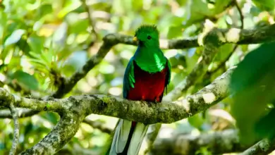 Resplendent Quetzal On The Tree