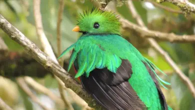 Close up of Resplendent Quetzals