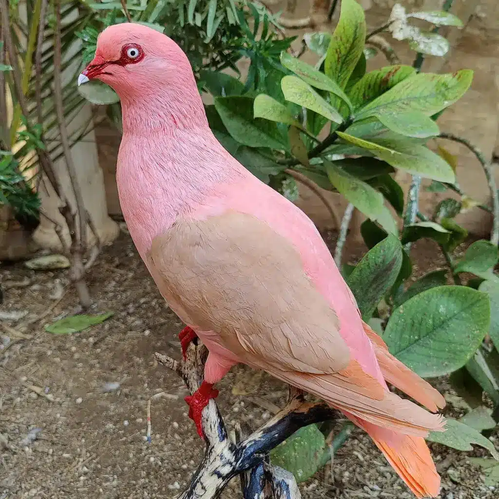 Réunion Pink Pigeon (Nesoenas duboisi)