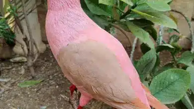 Réunion Pink Pigeon (Nesoenas duboisi)